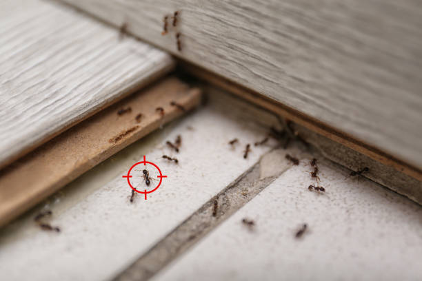 Best Flea Control Services  in Rlborough, MA