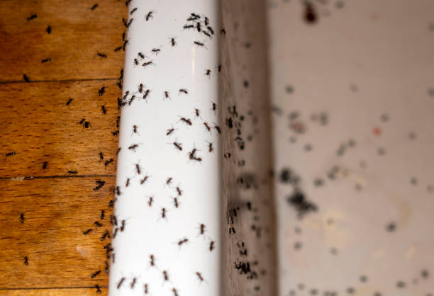 Best Pest Control for Businesses  in Rlborough, MA